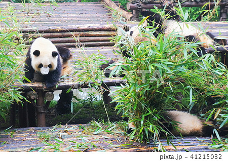 成都パンダ繁育研究基地 成都パンダ繁育研究基地 41215032