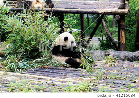 成都パンダ繁育研究基地 成都パンダ繁育研究基地 41215034