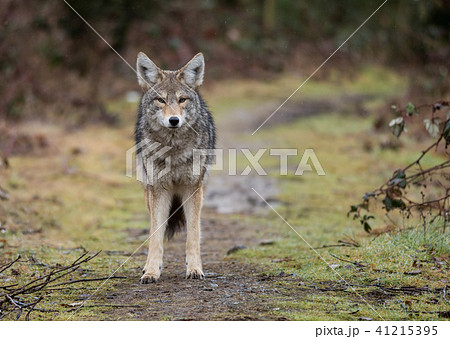 Coyote in Canada 41215395