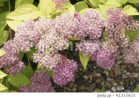 シモツケ 桃色花 04 シモツケ 桃色花 04 41215625