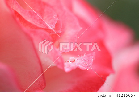 雨粒が付く赤い薔薇 41215657