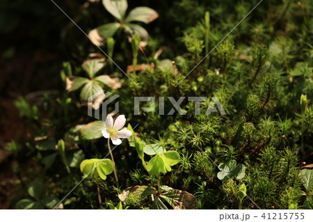 かわいい花 41215755