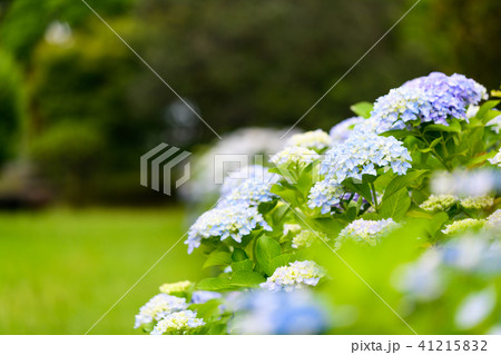紫陽花　初夏　紫　青　花　白 41215832