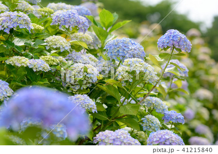 紫陽花　初夏　紫　青　花　白 41215840