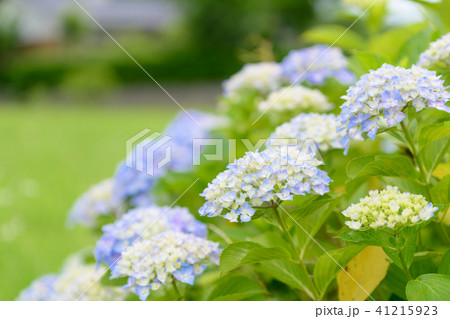 紫陽花　初夏　紫　青　花　白 41215923