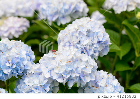 紫陽花 初夏 紫 青 花 白の写真素材