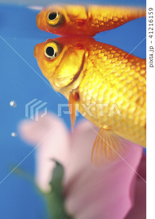 花と金魚 41216159