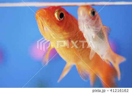 花と金魚 花と金魚 41216162