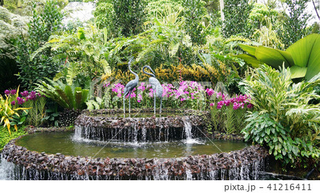 ナショナル・オーキッド・ガーデン 41216411