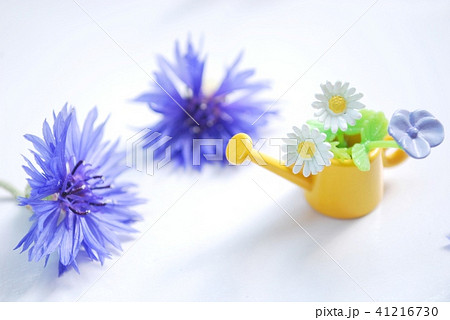 ジョウロに花 41216730