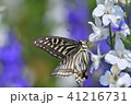 アゲハ蝶と花 41216731