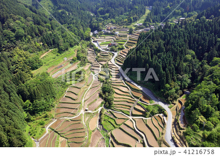 水張、代掻き中のつづら棚田(福岡県うきは市) 水張、代掻き中のつづら棚田(福岡県うきは市) 41216758