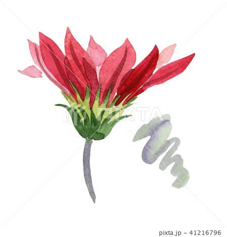 Red gazania. Floral botanical flower. Wild spring leaf wildflower isolated. 41216796