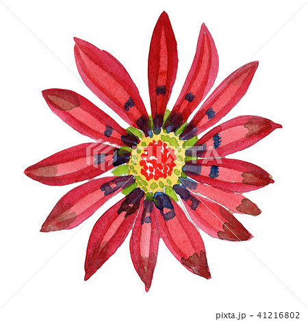 Red gazania. Floral botanical flower. Wild spring leaf wildflower isolated. 41216802
