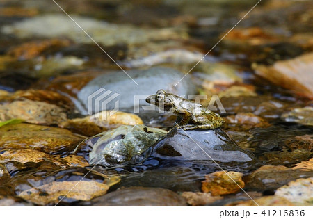 カジカガエル カジカガエル 41216836
