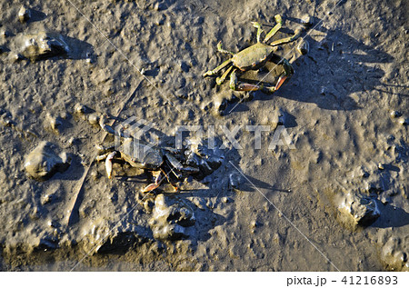 蟹 かに カニ 41216893