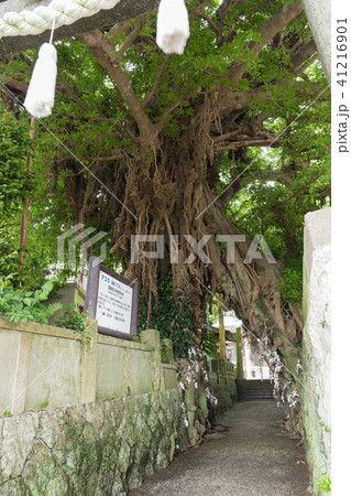 奈良尾神社・アコウ 奈良尾神社・アコウ 41216901