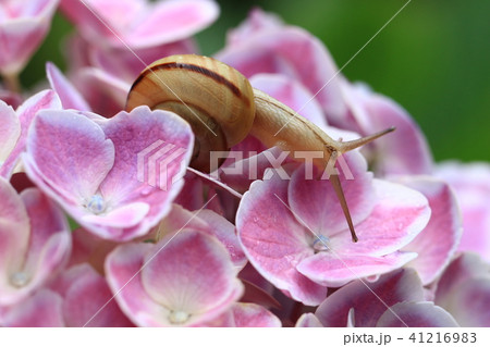 かたつむり6 41216983