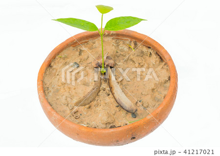 seedling, sprout, the sapling of Dipterocarpus ala 41217021