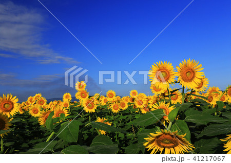 ひまわり6291- 41217067