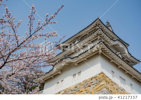 桜の明石城の櫓 桜の明石城の櫓 41217337