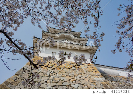 桜の明石城の櫓 桜の明石城の櫓 41217338