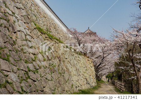 桜の明石城の櫓 41217341