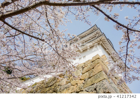 桜の明石城の櫓 桜の明石城の櫓 41217342