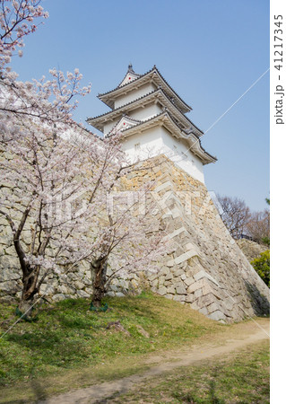 桜の明石城の櫓 桜の明石城の櫓 41217345