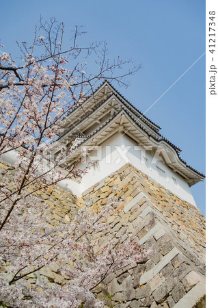 桜の明石城の櫓 桜の明石城の櫓 41217348