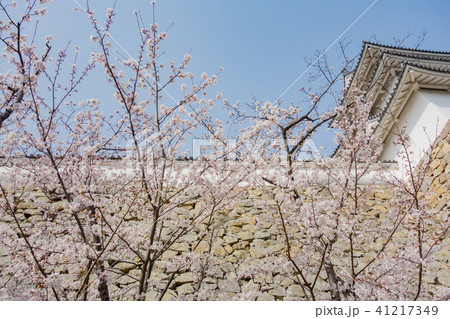 桜の明石城の櫓 桜の明石城の櫓 41217349