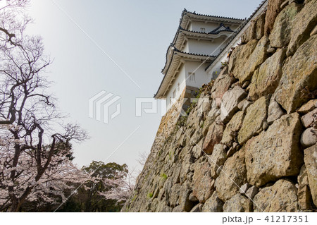 桜の明石城の櫓 桜の明石城の櫓 41217351