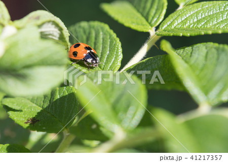 ナナホシテントウ 41217357