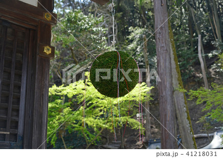 松尾大社の杉玉-4 41218031