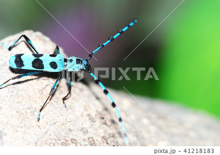 ルリボシカミキリ ルリボシカミキリ 41218183