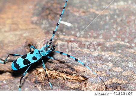 ルリボシカミキリ 41218234