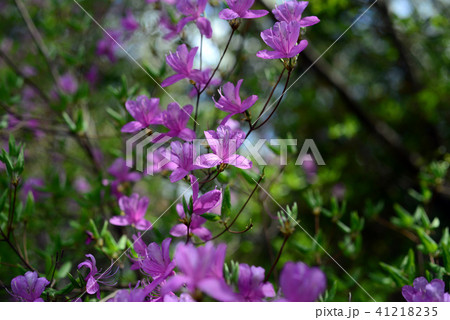チョウセンヤマツツジ-1 チョウセンヤマツツジ-1 41218235