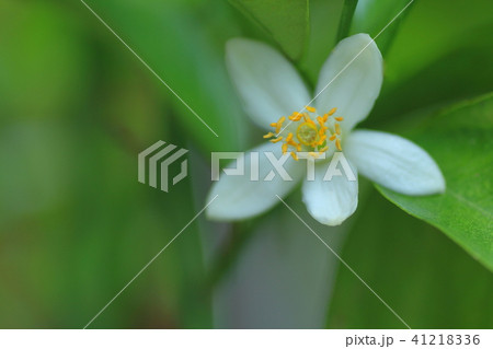 レモンの花 41218336