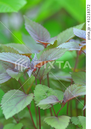 ユーパトリウム 41218372