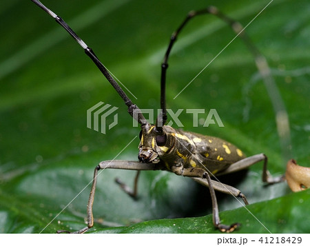 昆虫 虫 蟲 41218429