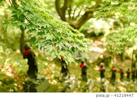 大山寺 新緑 大山寺 新緑 41218447