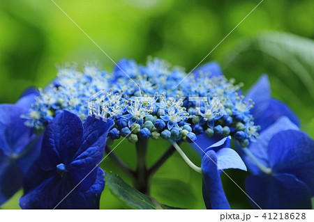 額あじさい 額あじさい 41218628