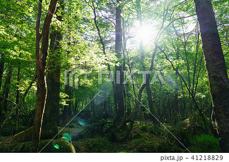 森 森林の画像素材 ピクスタ