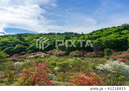 栃木県鹿沼市 井戸湿原(5月) 栃木県鹿沼市 井戸湿原(5月) 41218833