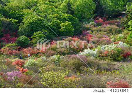 栃木県鹿沼市 井戸湿原(5月) 栃木県鹿沼市 井戸湿原(5月) 41218845