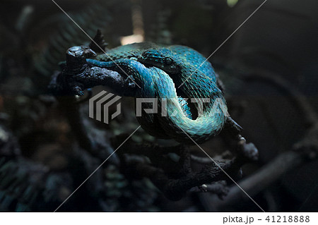 トゲブッシュバイパーの写真素材 4121