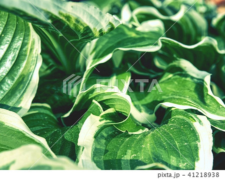 Green variegated Hosta plant is Perennial flower 41218938