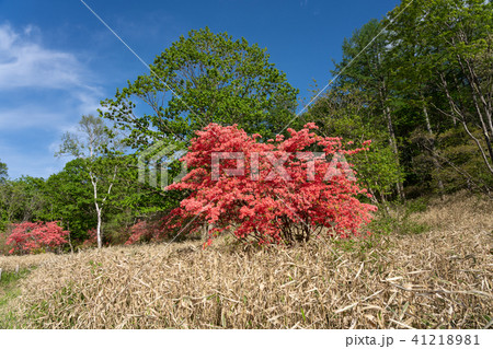栃木県鹿沼市　横根高原（5月） 41218981