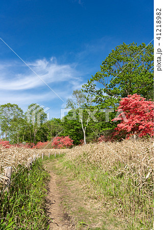 栃木県鹿沼市　横根高原（5月） 41218982