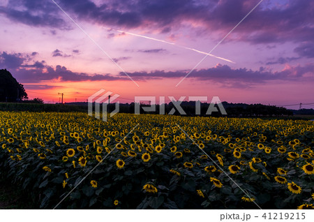 夕暮れのヒマワリ畑 41219215